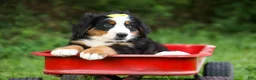 Bernese Mountain Dog dogs for sale: SAMSON - Ad 7