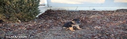 German Shepherd dogs for sale: Daisy - Ad 2