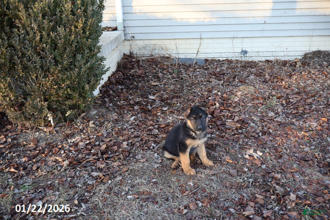 German Shepherd dogs for sale: Daisy - Ad 2