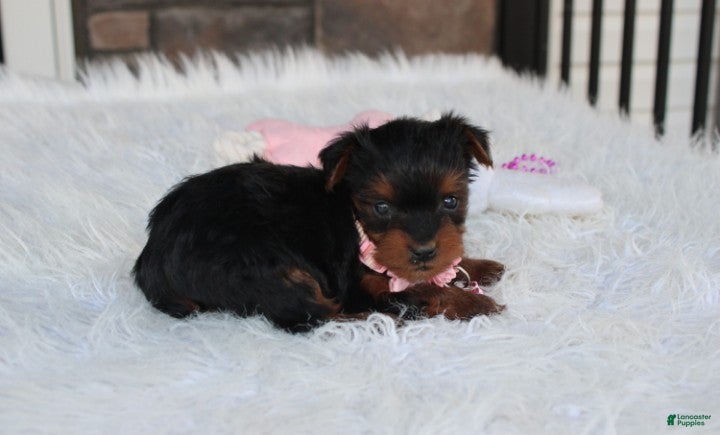 Yorkiepoo dogs Emmy  - Ad 2