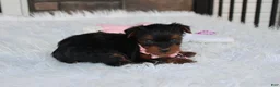 Yorkiepoo dogs for sale: Emmy  - Ad 7