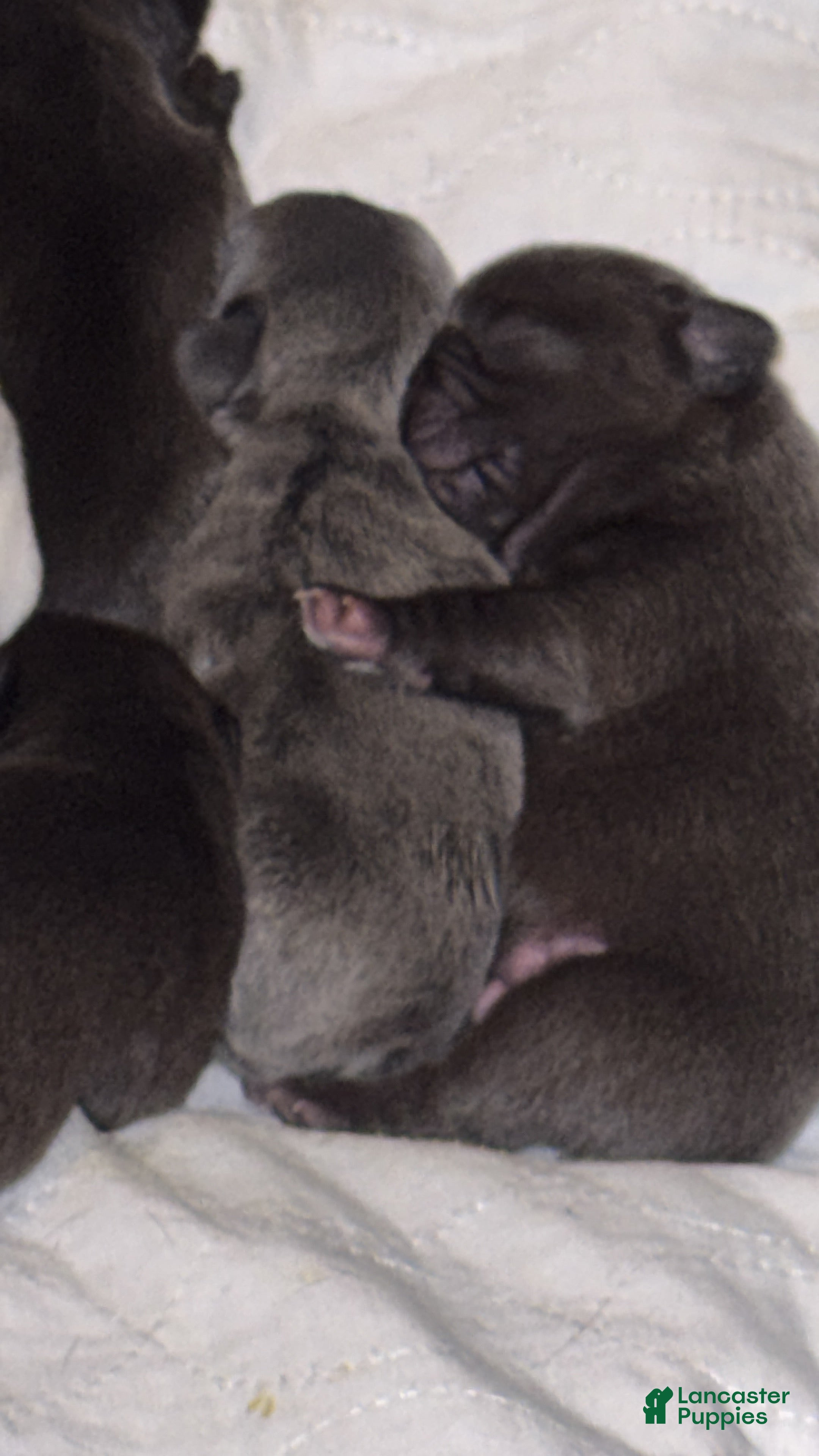 French Bulldog dogs French Bulldog 3 - Ad 1