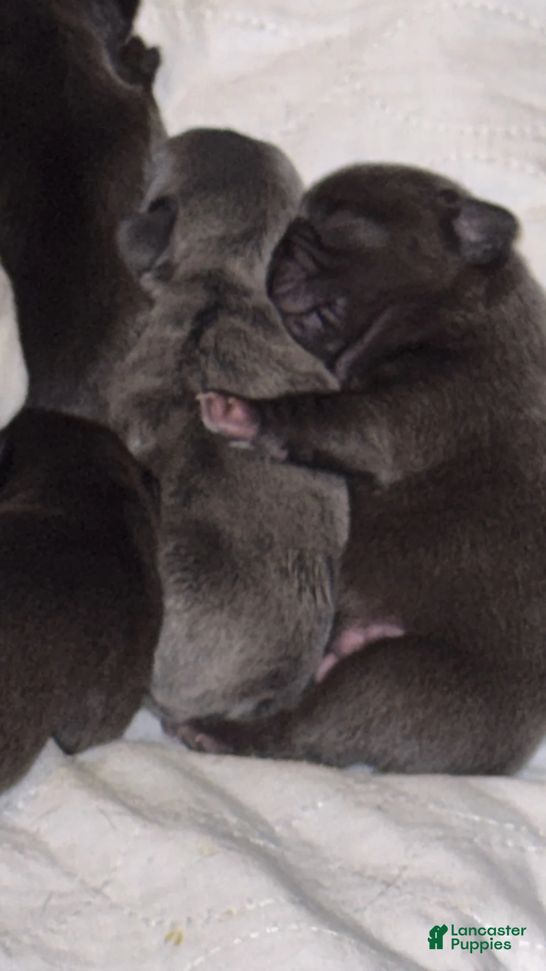 French Bulldog dogs for sale: French Bulldog 3 - Ad 1