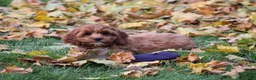 Cavapoo dogs for sale: Bradi - Ad 3