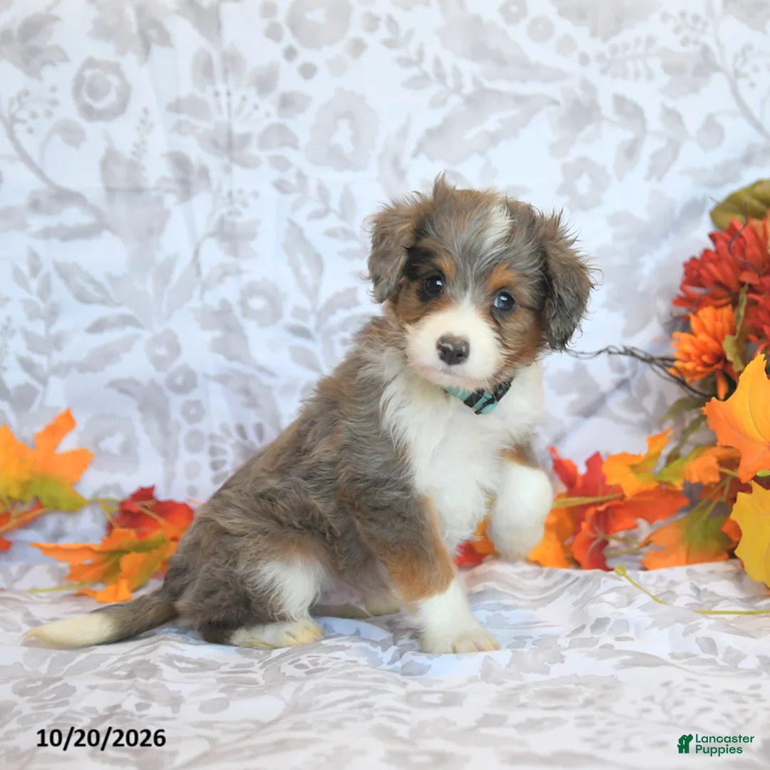 Mini Aussiedoodle dogs for sale: Bryson - Ad 2