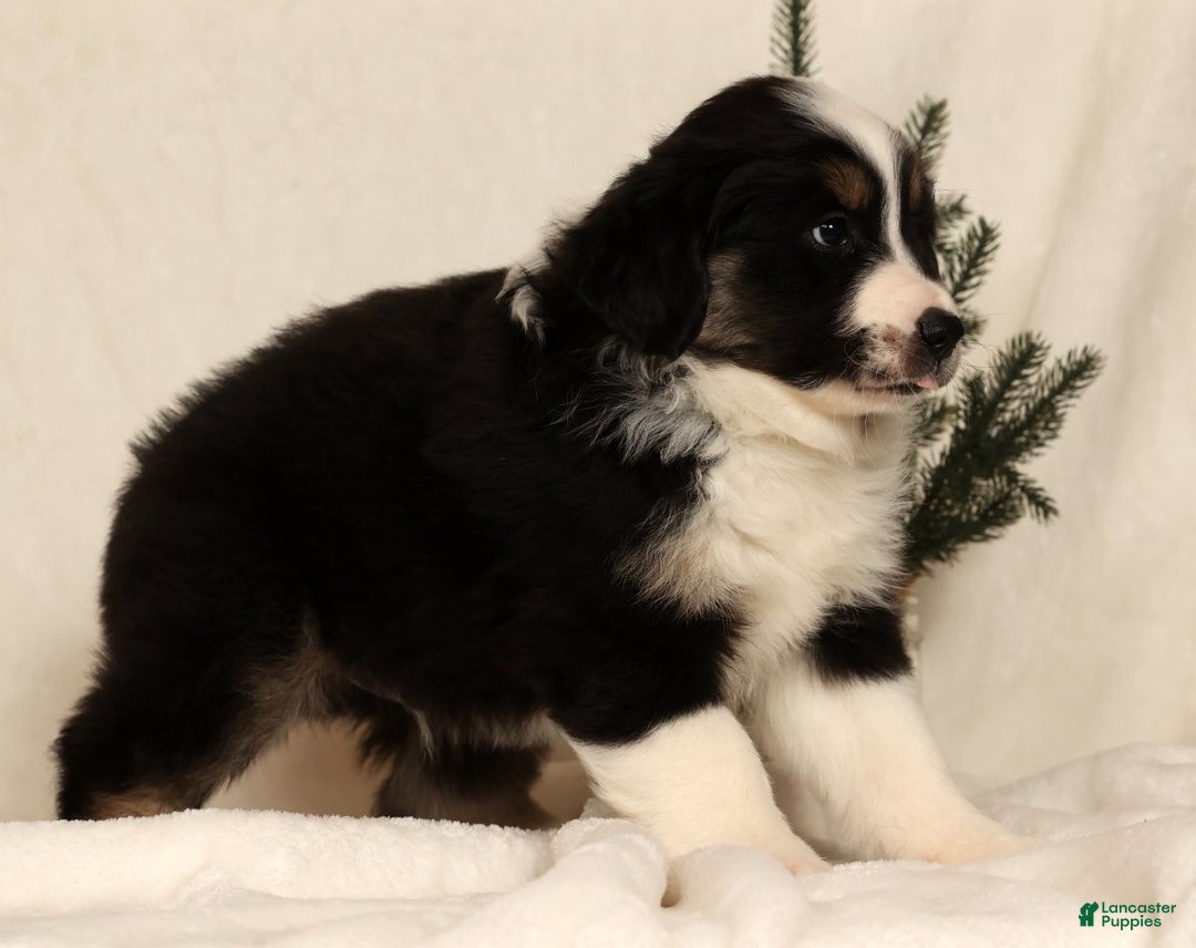 Miniature Australian Shepherd dogs for sale: Tucker - Ad 7