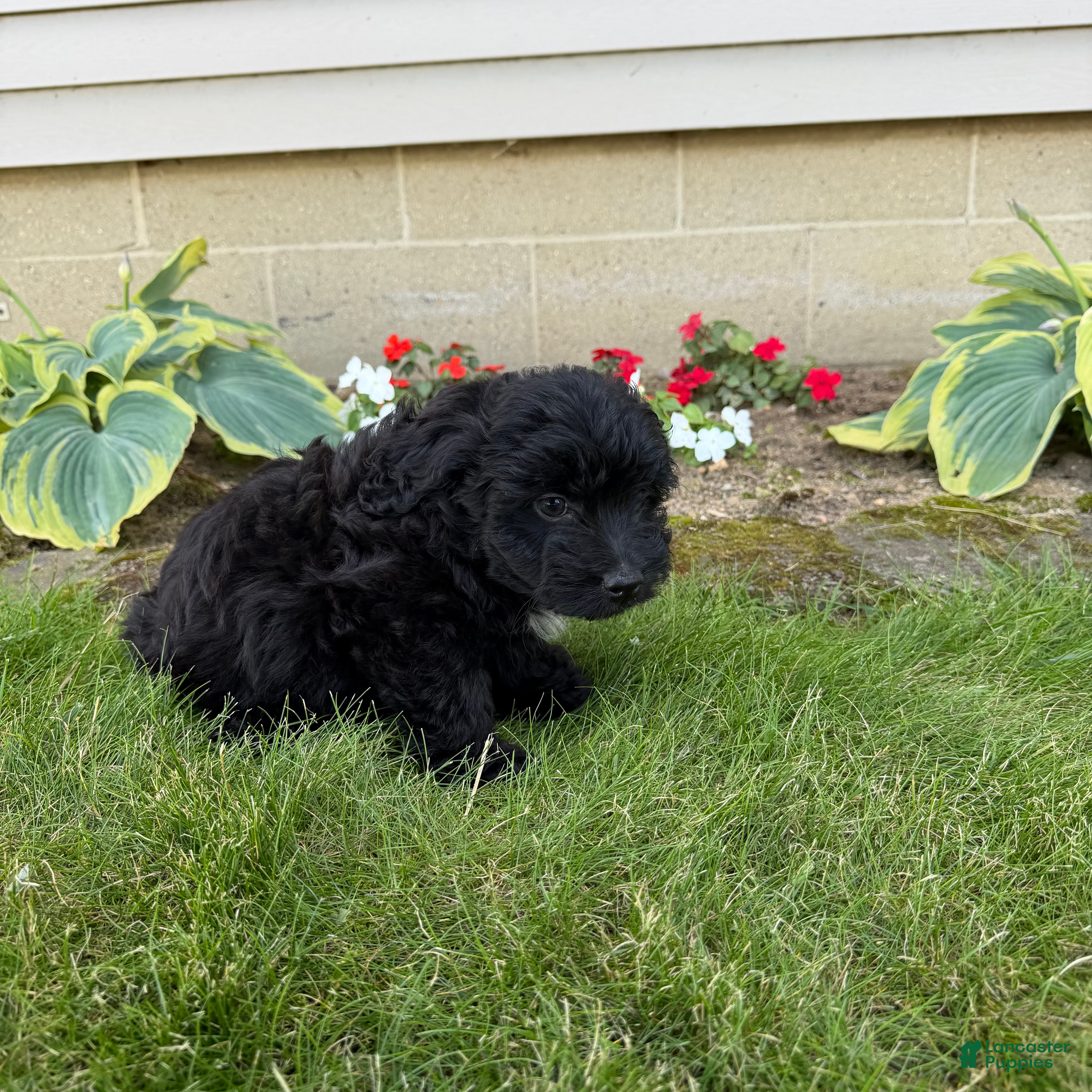 Aussiedoodle dogs Maisy - Ad 2