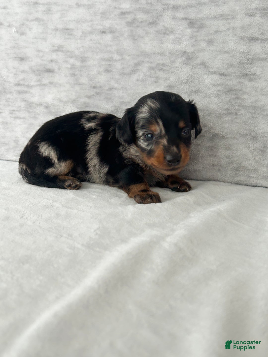 Miniature Dachshund dogs for sale: Wynston the Miniature Dachshund. - Ad 5