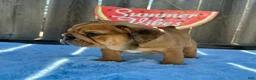 English Bulldog dogs for sale: Lipa - Ad 6
