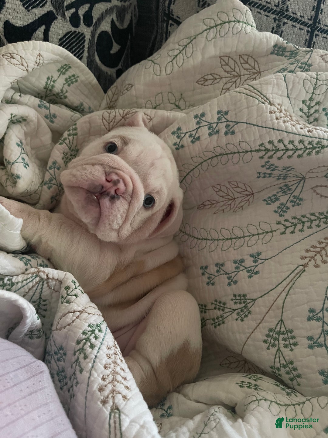 English Bulldog dogs for sale: English Bulldog Puppy 5 - Ad 24