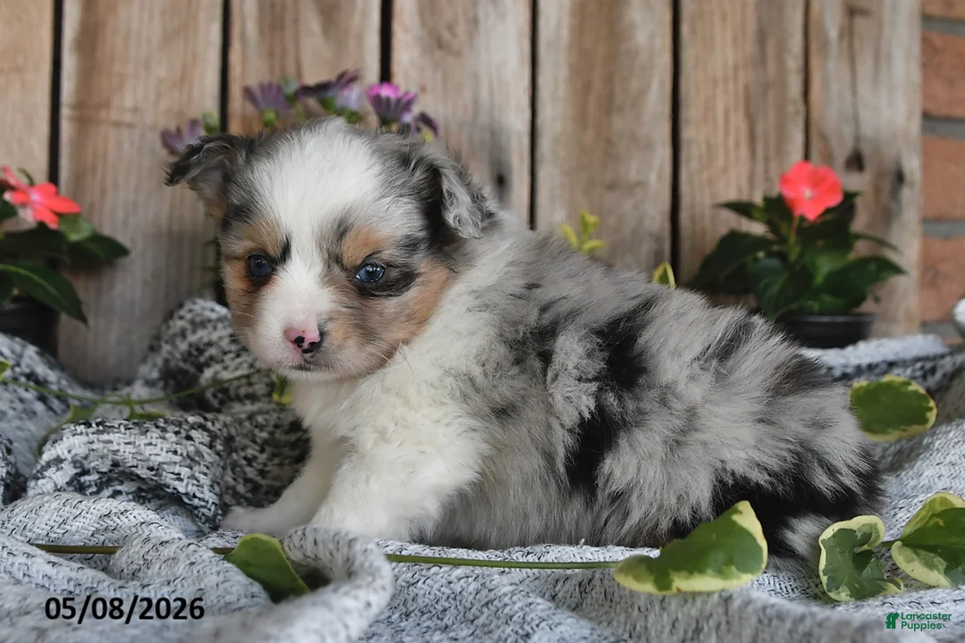 Miniature Australian Shepherd dogs for sale: Paige - Ad 2