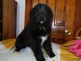 Mixed Breed dogs Mixed Breed Puppy 1 Lexie - Ad 40