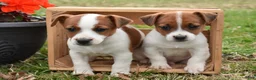 Jack Russell Terrier dogs for sale: DeAnna - Ad 3