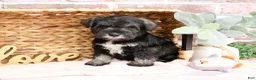Miniature Schnauzer dogs for sale: Kanga  - Ad 6