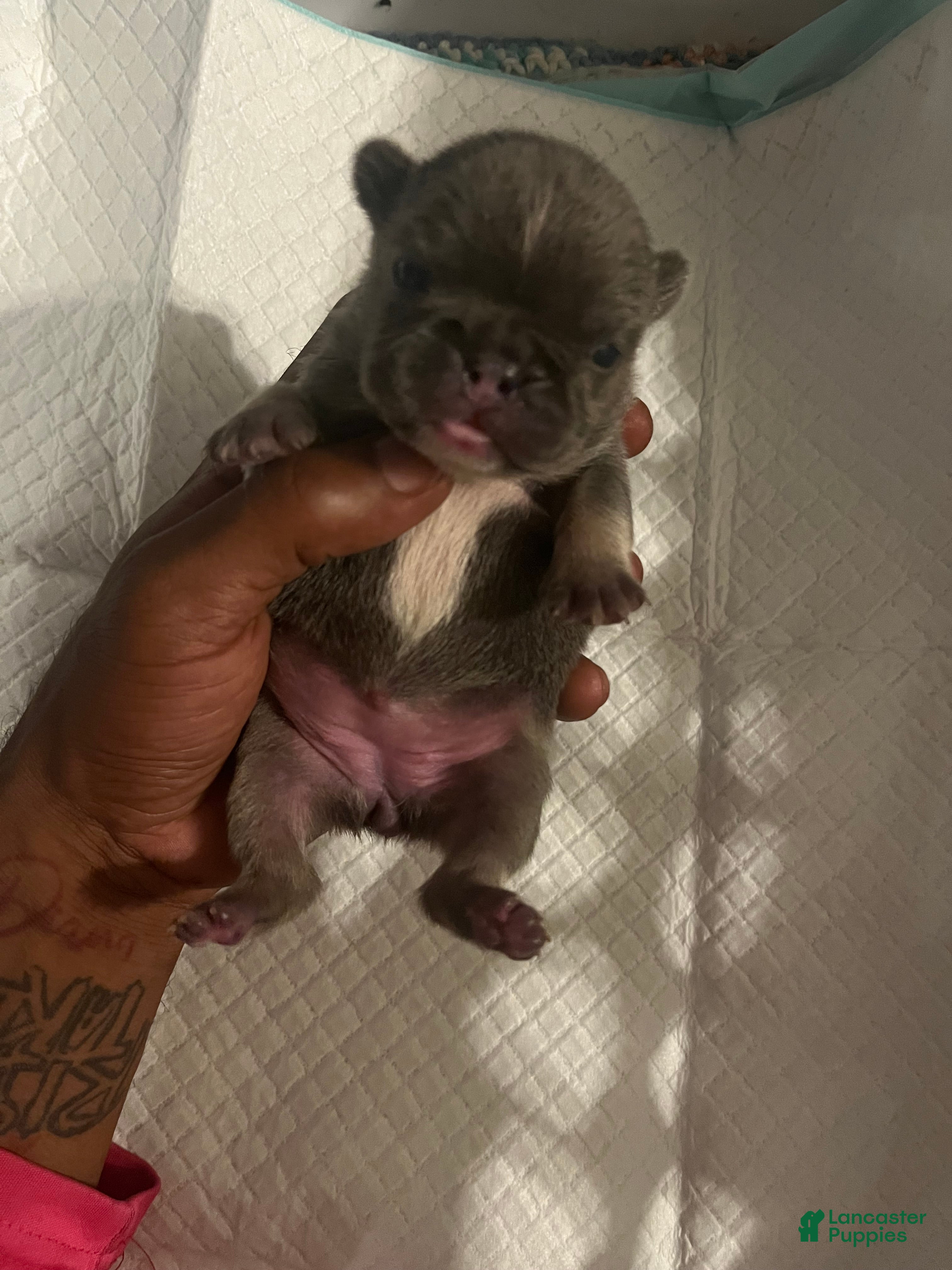 French Bulldog dogs French Bulldog 3 - Ad 1