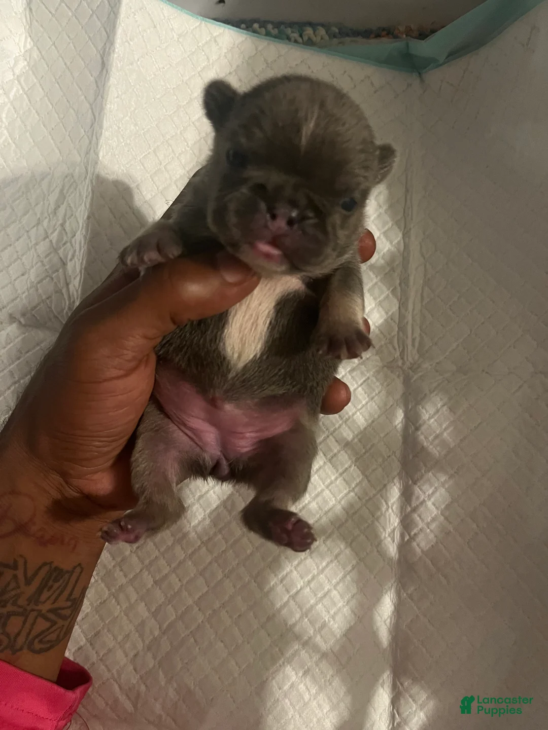 French Bulldog dogs for sale: French Bulldog 3 - Ad 1