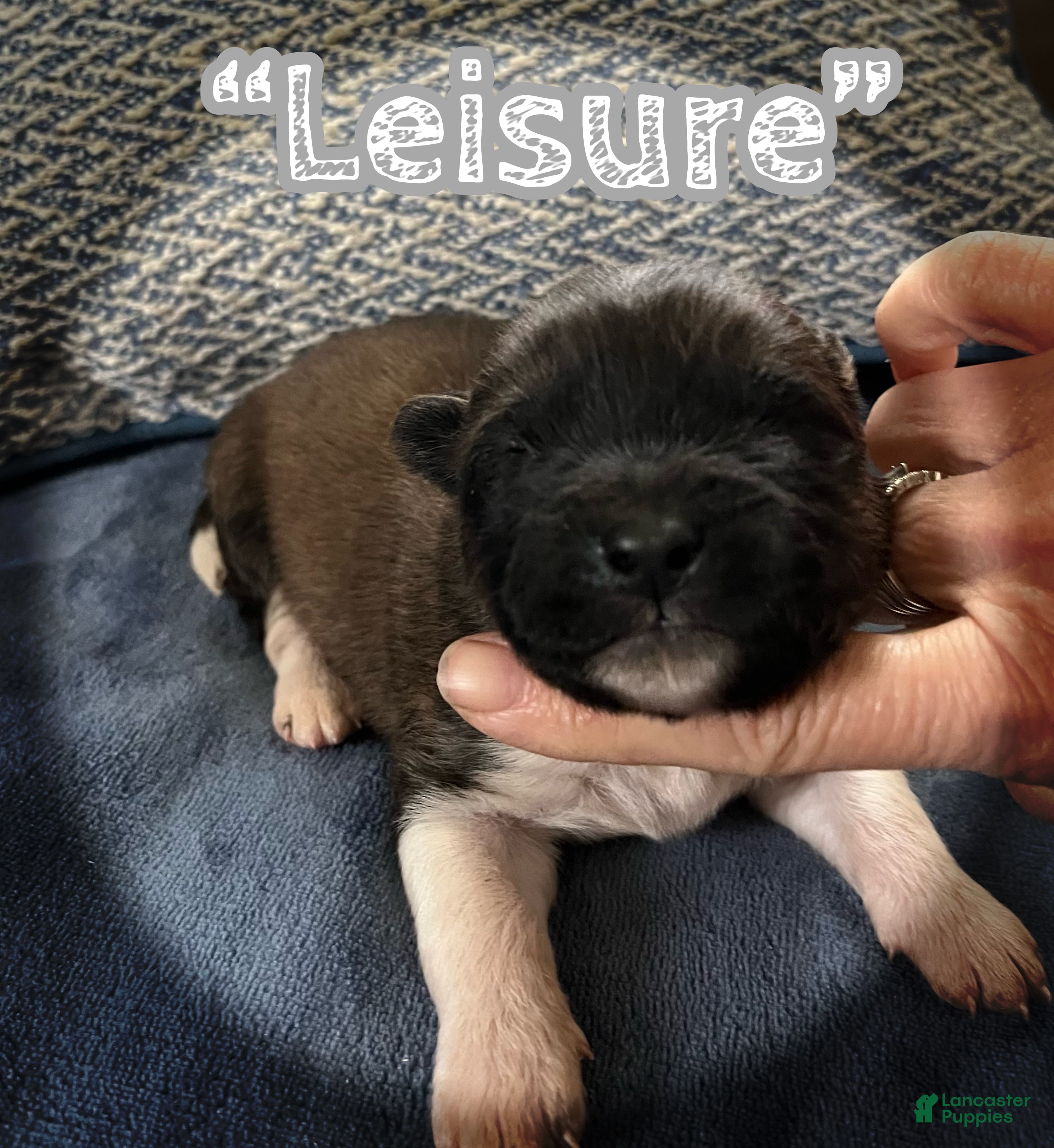 Akita dogs Leisure - Ad 1