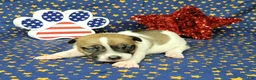 Jack Russell Terrier dogs for sale: Pyro CKC Reg male  - Ad 8
