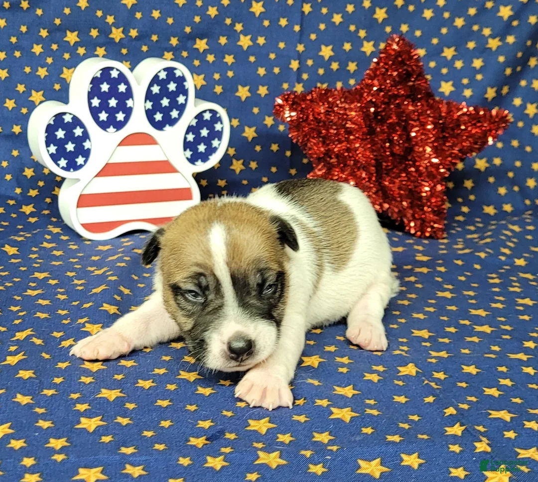 Jack Russell Terrier dogs for sale: Pyro CKC Reg male  - Ad 8