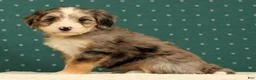 Mini Bernedoodle dogs for sale: Remi - Ad 3