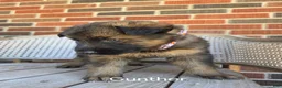 German Shepherd dogs for sale: GUNTHER - Ad 3