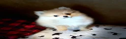 Pomeranian dogs for sale: Jack  - Ad 4