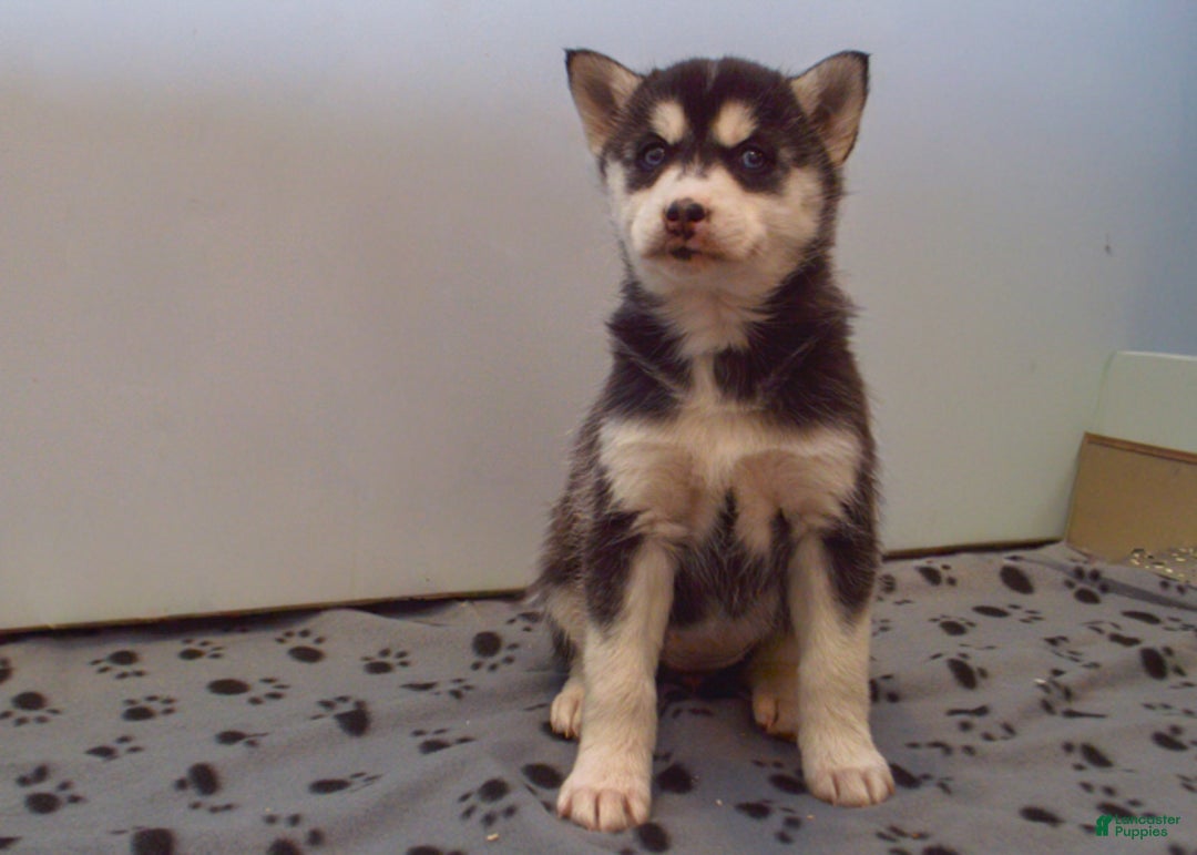 Pomsky dogs for sale: Evie - Ad 3
