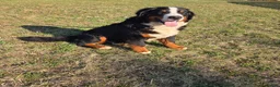 Bernese Mountain Dog dogs for sale: Jaxson - Ad 6