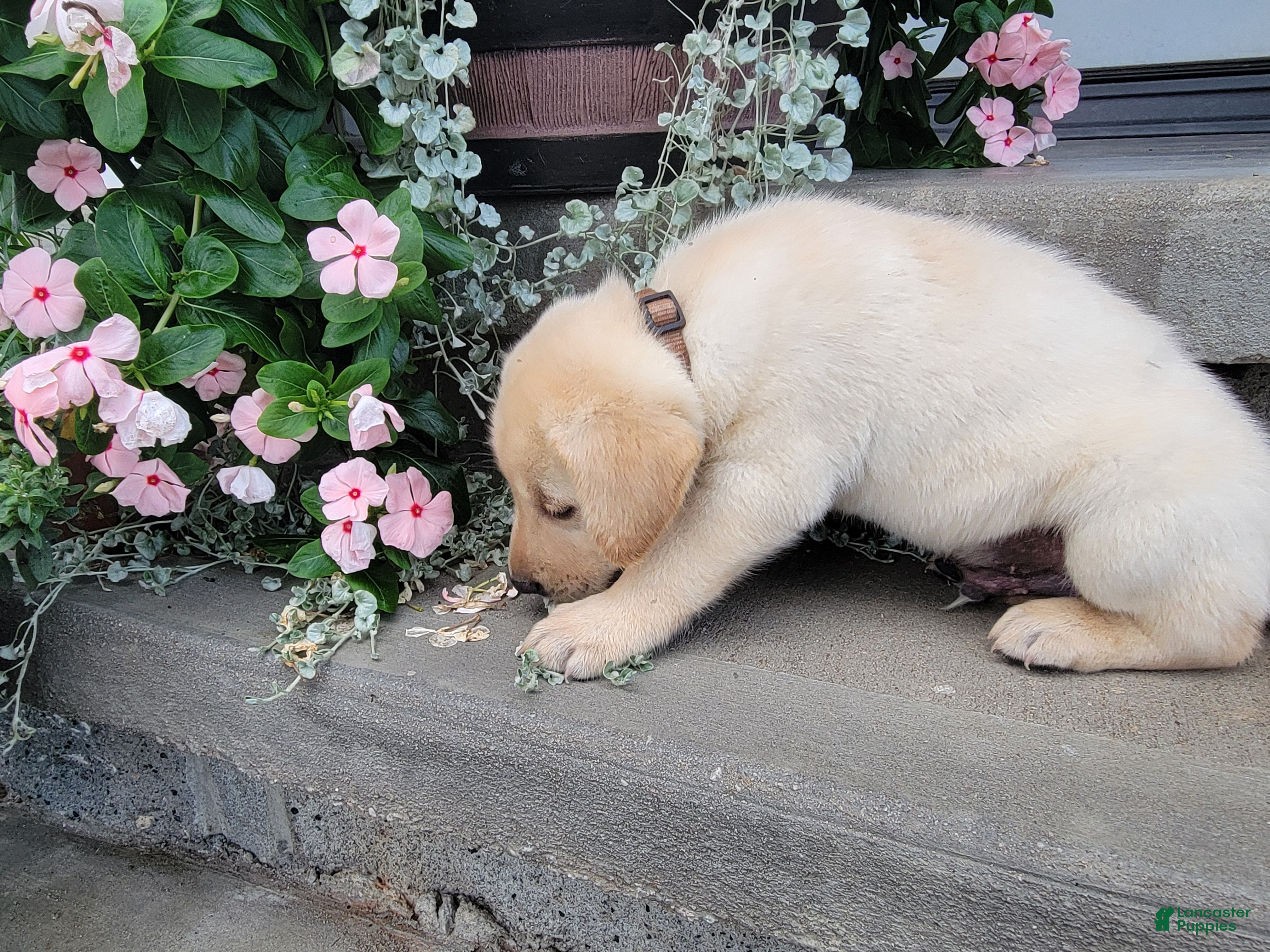 Labrador Retriever