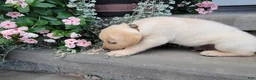 Labrador Retriever dogs for sale: Labrador Retriever 3 - Ad 1