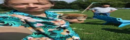 Shiba Inu dogs for sale: Beef - Ad 8