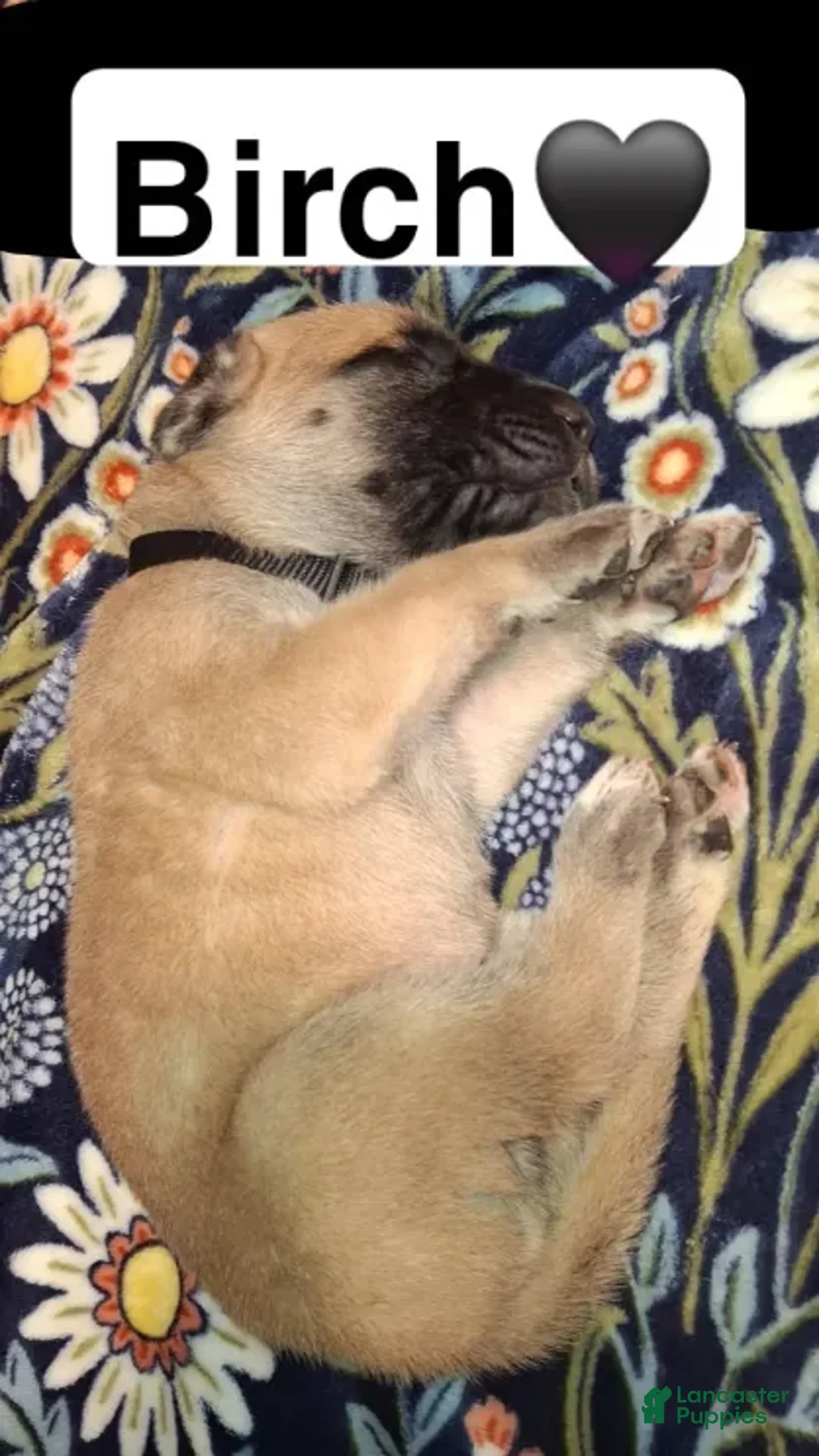 English Mastiff dogs for sale: Birch, English Mastiff Puppy - Ad 4