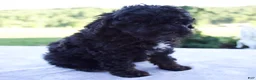 Mini Bernedoodle dogs for sale: Ford - Ad 3
