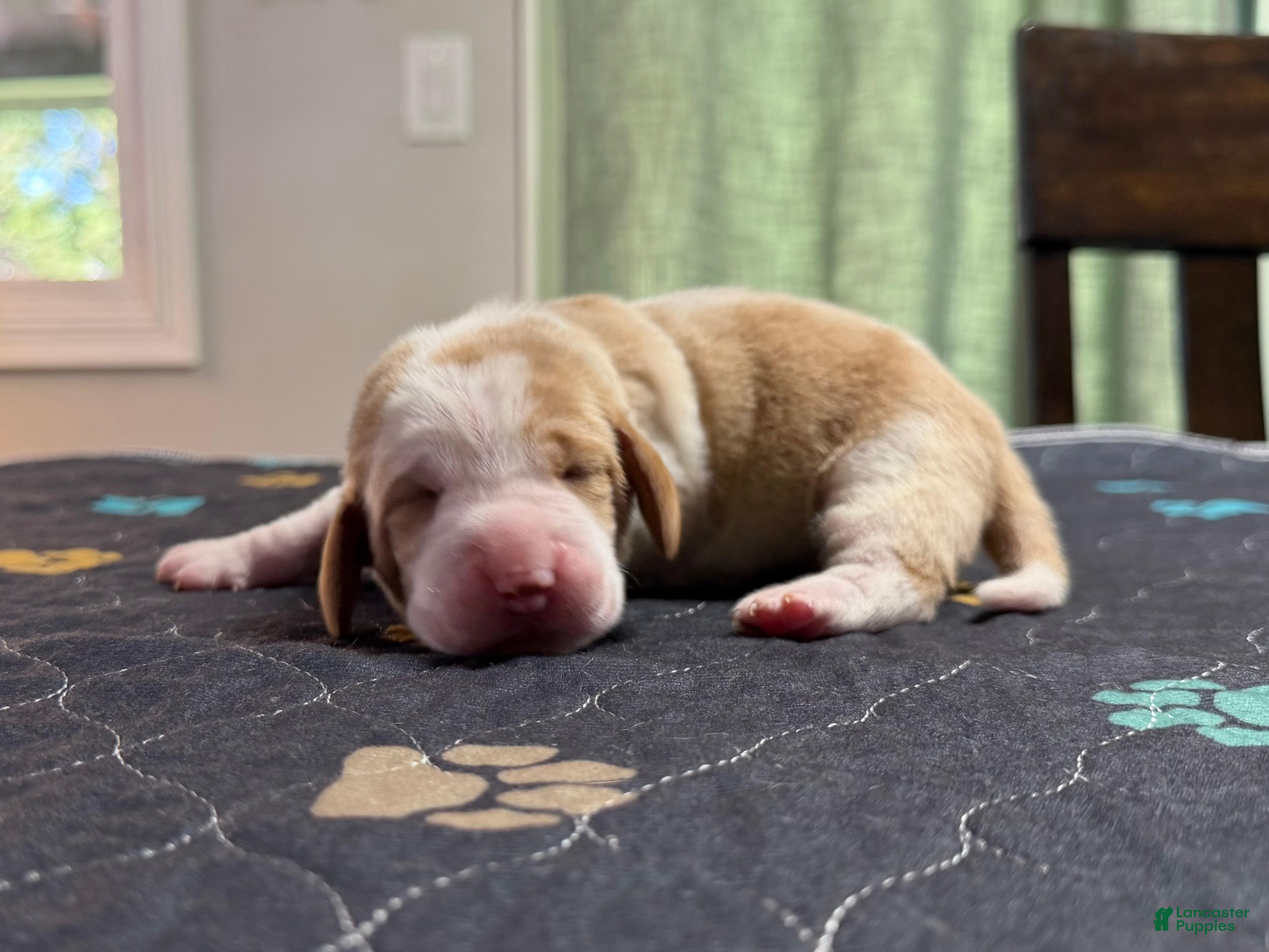 Basset Hound dogs Fernando- green - Ad 6