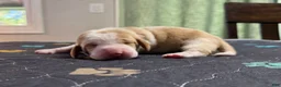 Basset Hound dogs for sale: Fernando- green - Ad 1