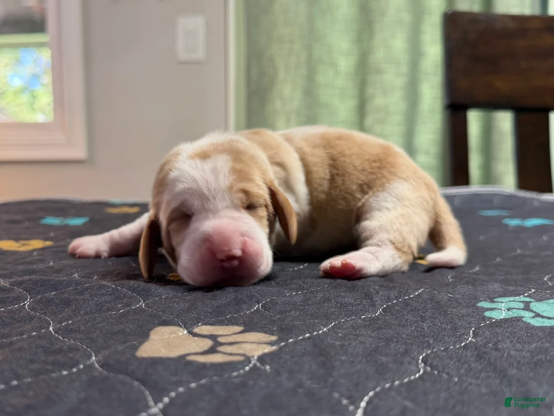 Basset Hound dogs for sale: Fernando- green - Ad 1