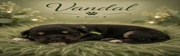 Mixed Breed dogs for sale: Vandal  - Ad 1