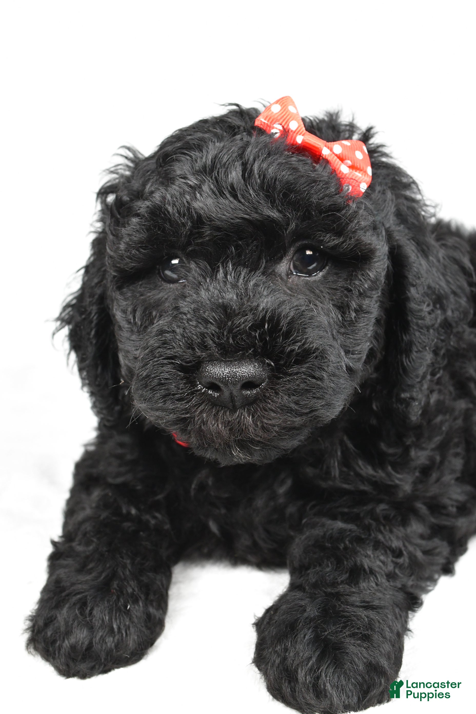 Mini Goldendoodle dogs Nash - Ad 2