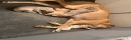 Great Dane dogs for sale: Great Dane 1 - Ad 6