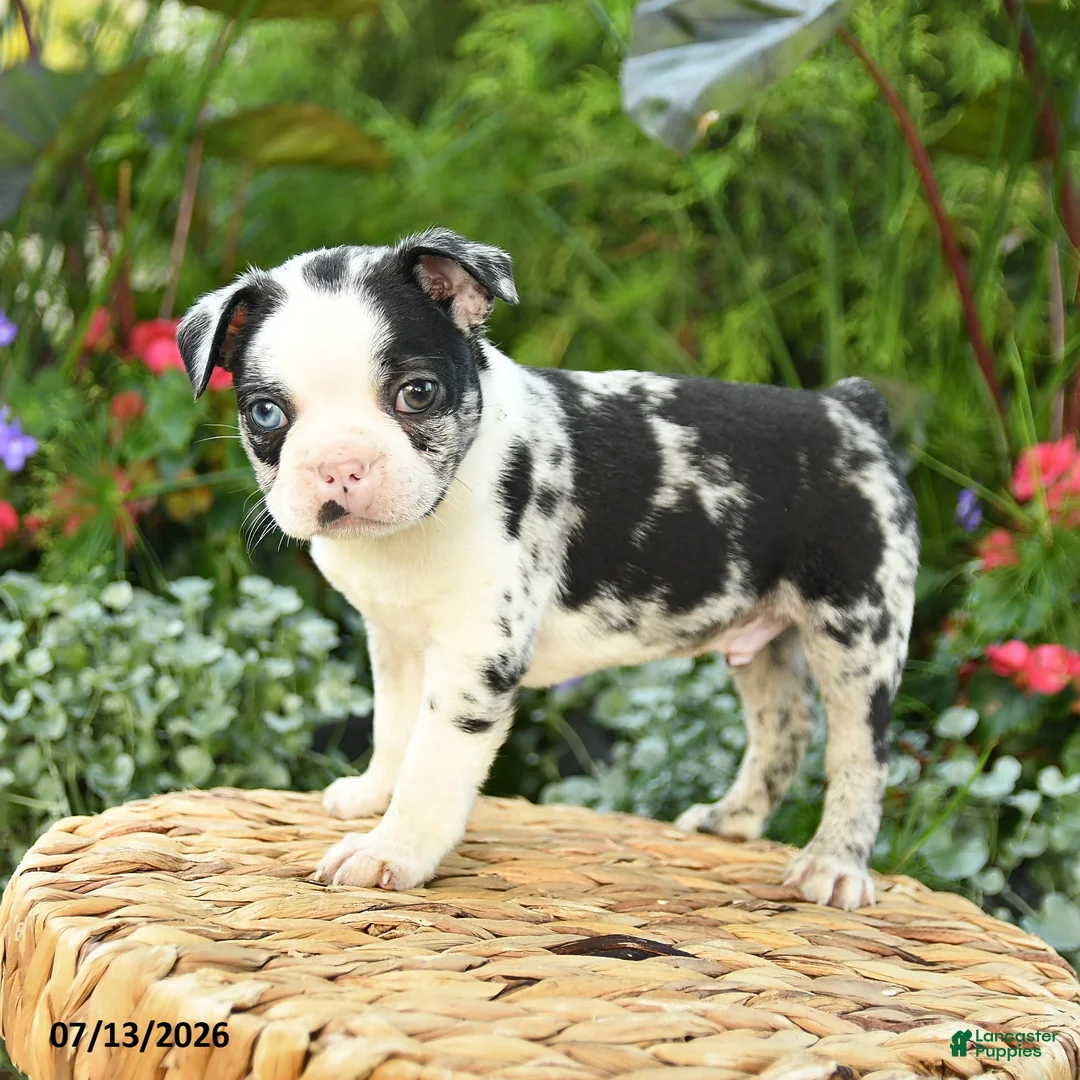 Boston Terrier dogs for sale: Archie - Ad 1