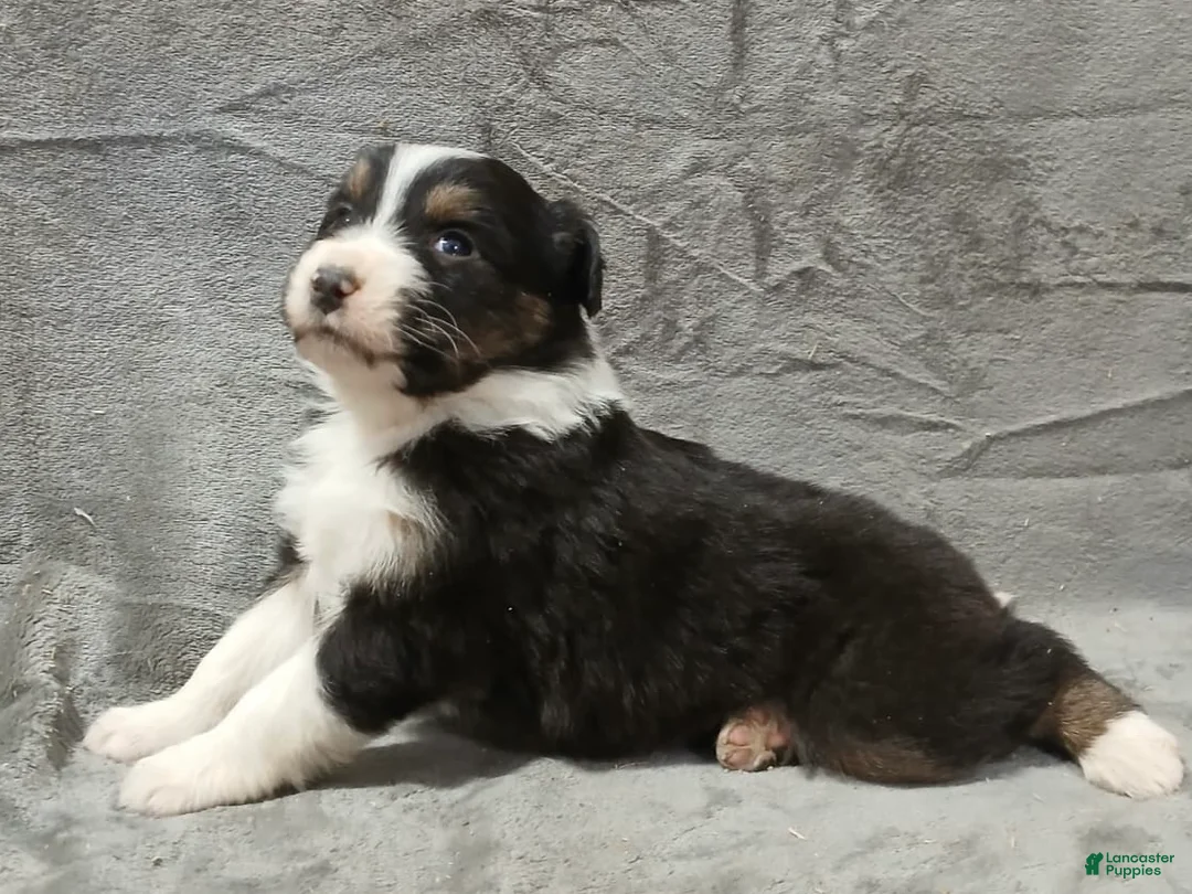 Australian Shepherd dogs for sale: Ariel - Ad 4