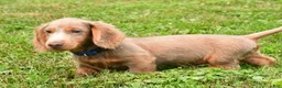Miniature Dachshund dogs for sale: Bentley - Ad 6