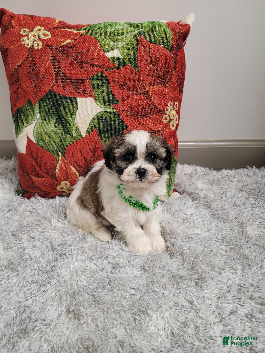 Teddy Bear dogs for sale: Brandon - Ad 2