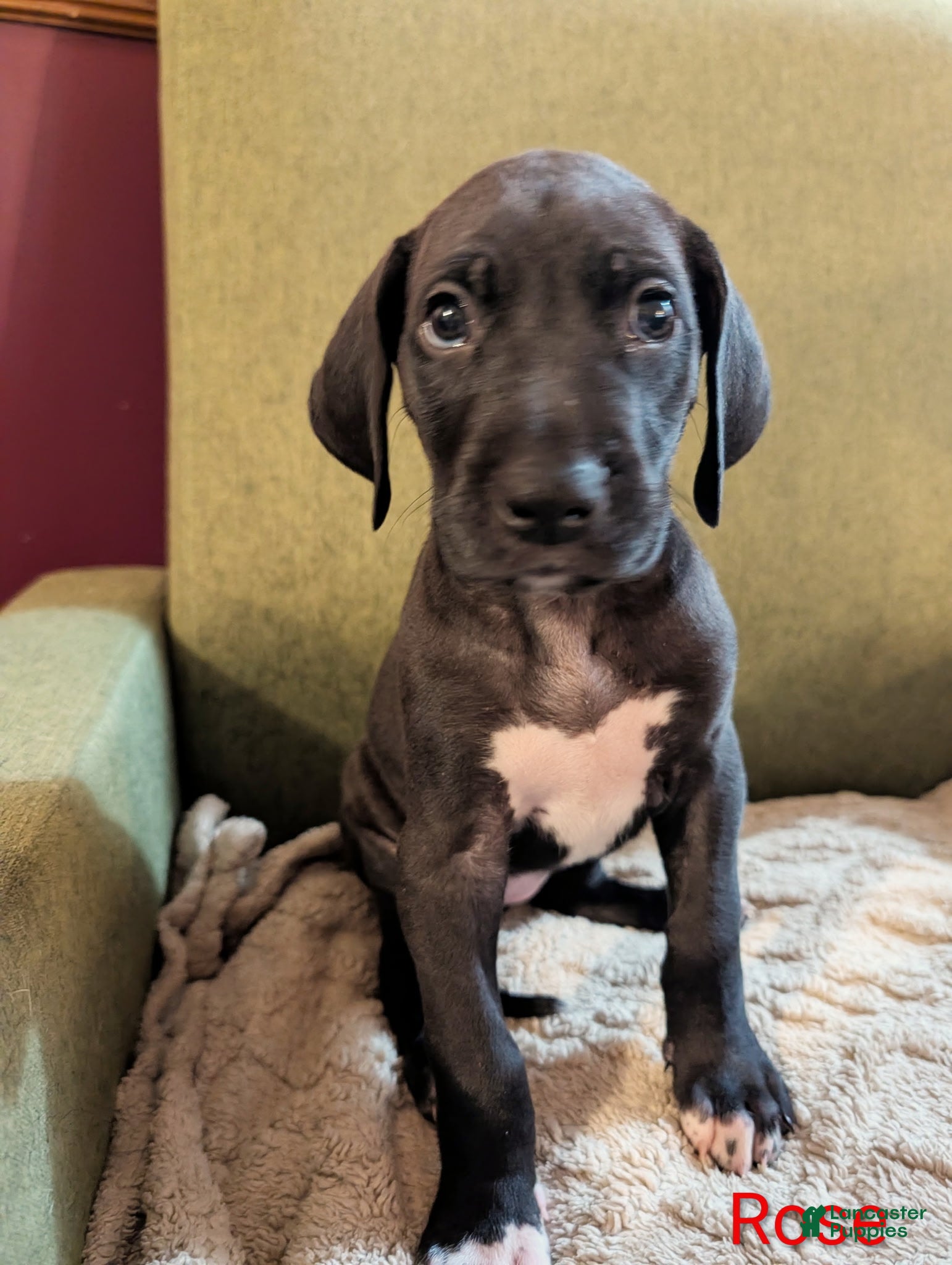 Great Dane dogs Great Dane Puppy 5 - Ad 32