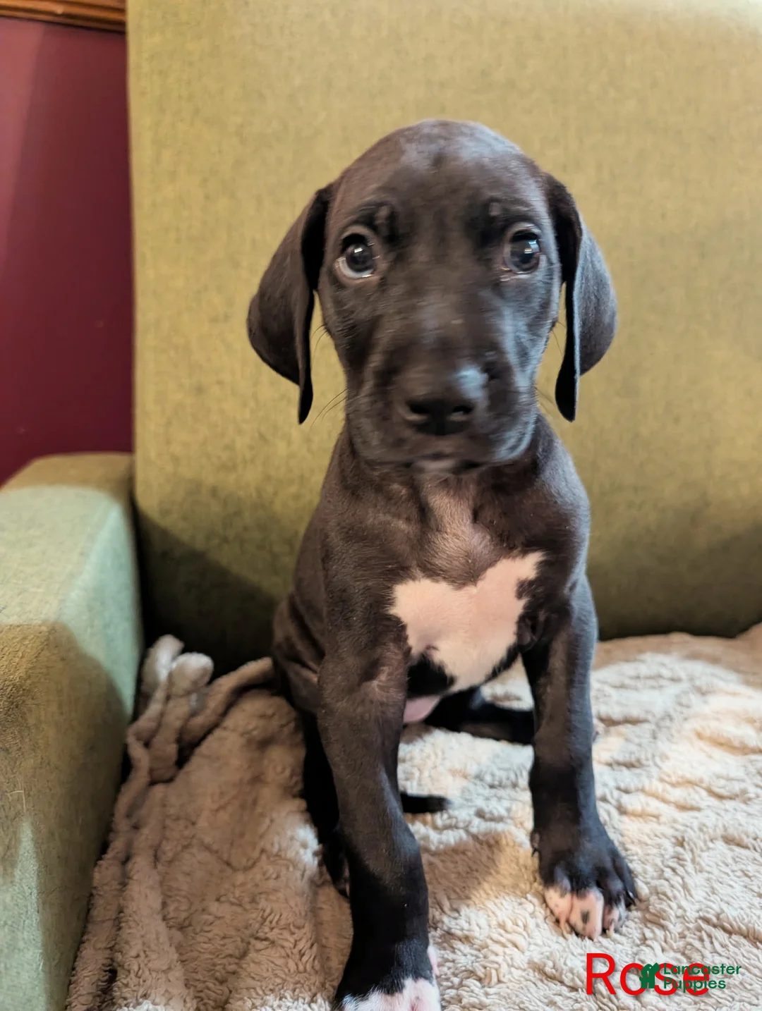 Great Dane dogs for sale: Great Dane Puppy 5 - Ad 1