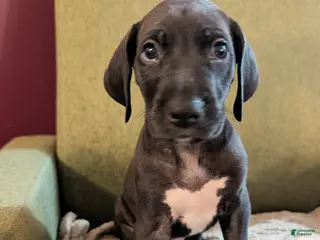 Great Dane dogs Great Dane Puppy 5 - Ad 32