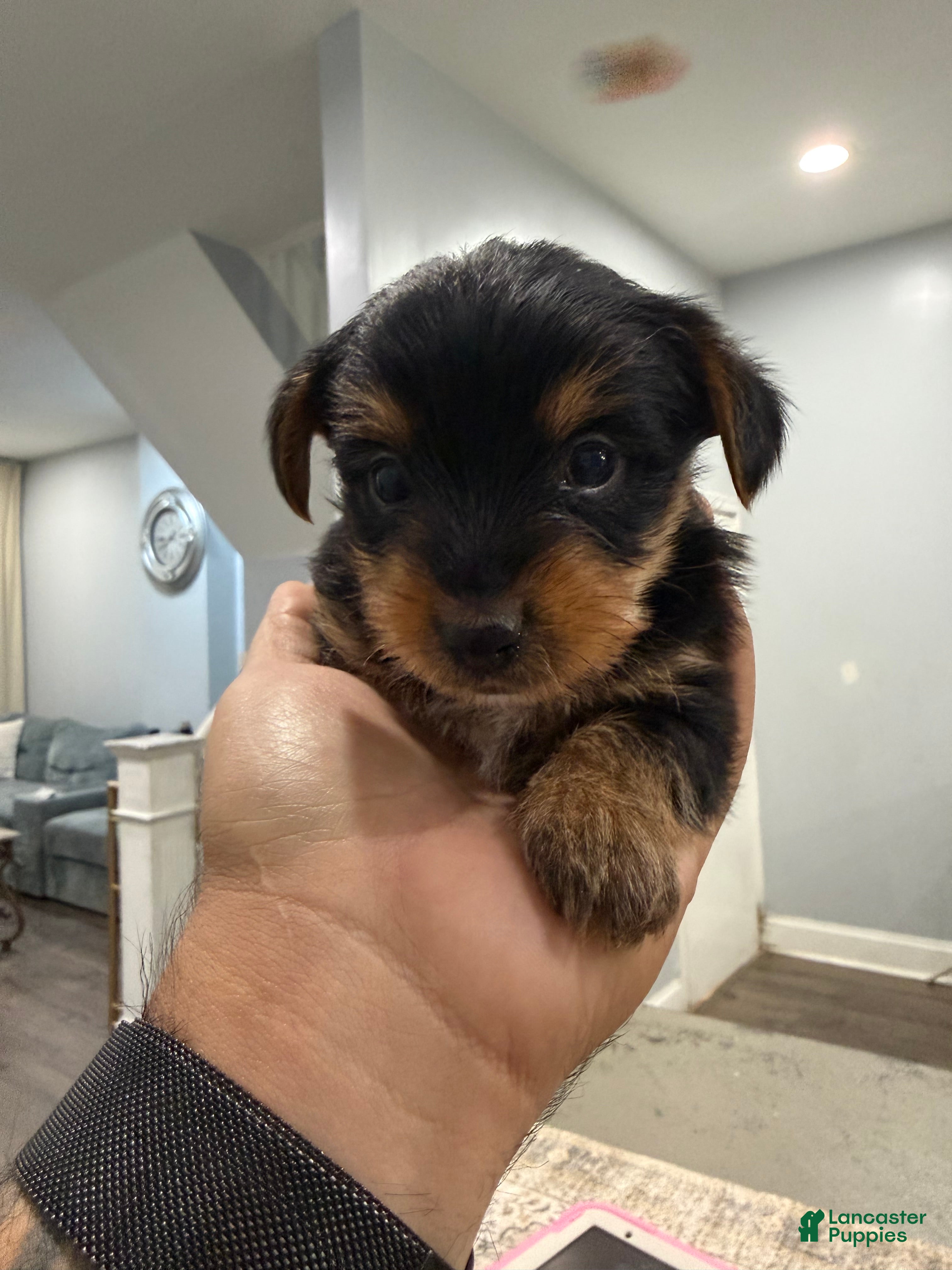 Yorkshire Terrier dogs for sale: Yorkshire Terrier Puppy 4 - Ad 3