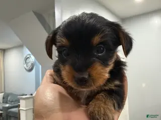 Yorkshire Terrier dogs for sale: Yorkshire Terrier Puppy 4 - Ad 3