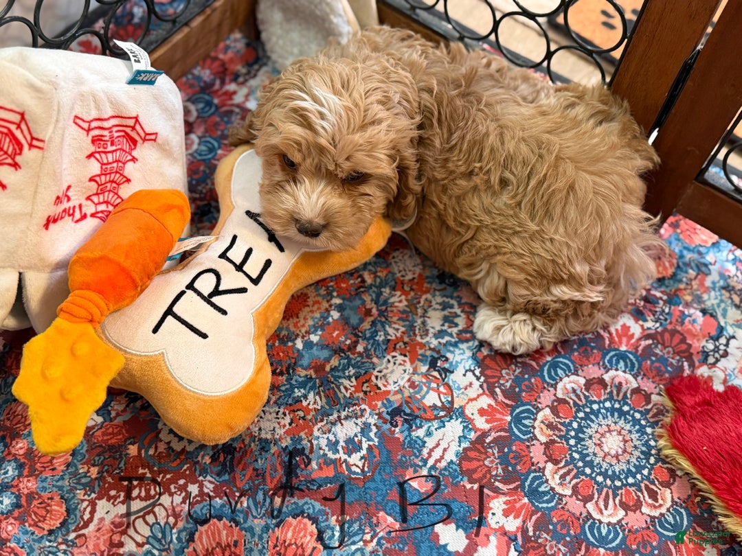 Cockapoo dogs for sale: Purdy B1 - Ad 2