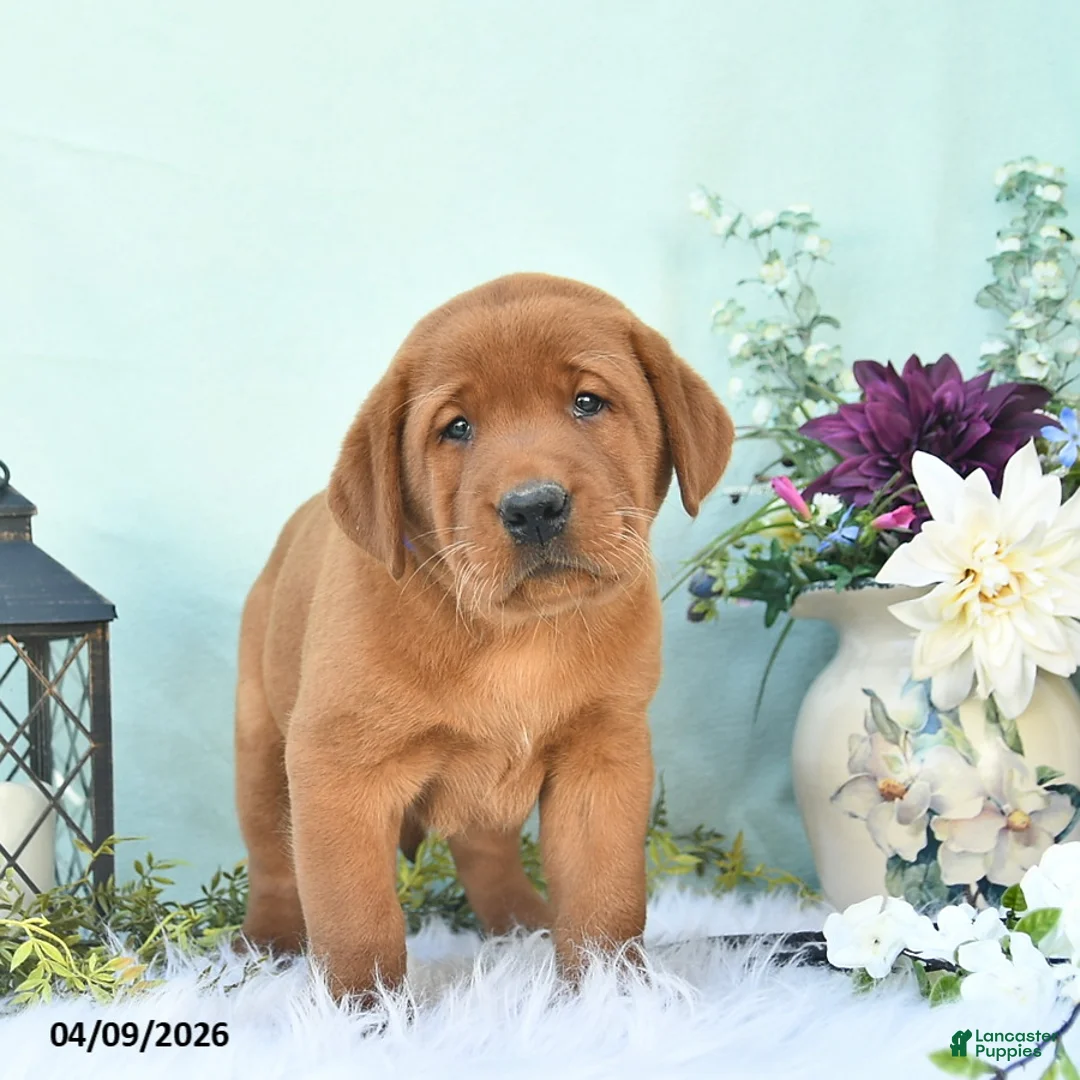Labrador Retriever dogs for sale: Diesel  - Ad 1